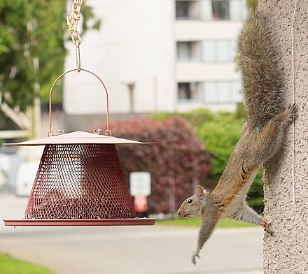 tree with squirrel image