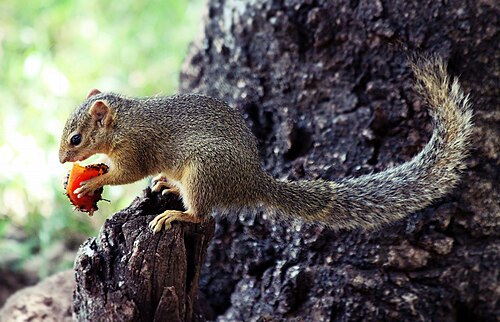 tree with squirrel image