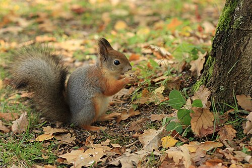 tree with squirrel image