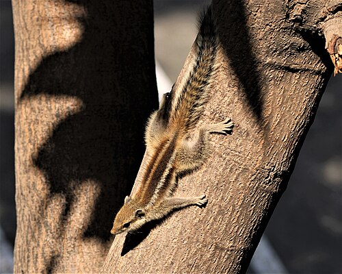 tree with squirrel image