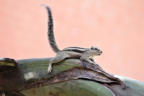tree with squirrel image
