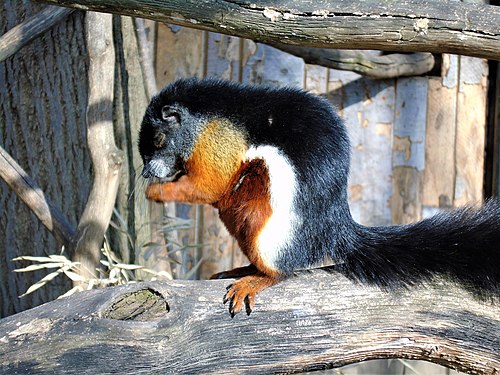 tree with squirrel image