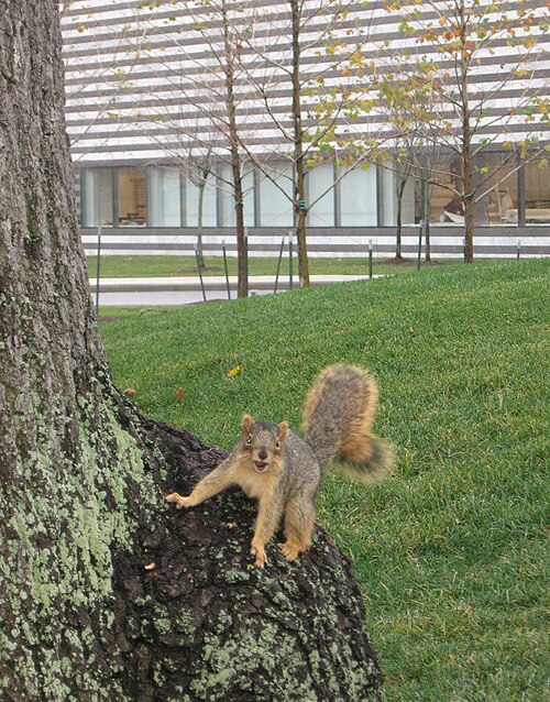 tree with squirrel image